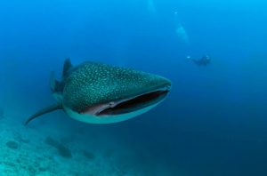 Whaleshark dive maldives