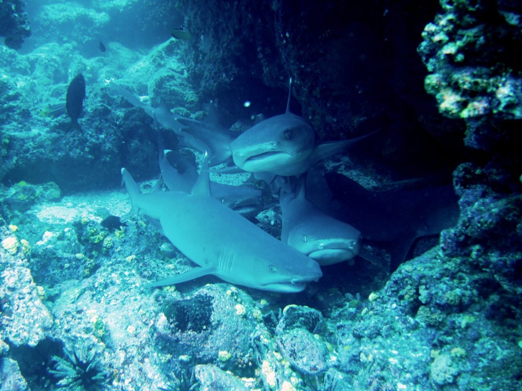 White tipped Reef sharks | RUSHKULT