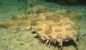 Wobbegong shark 1