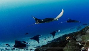 addu attol maldives manta rays