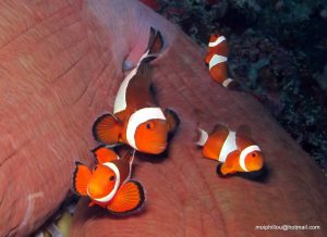 anemone fish