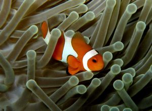 anemonefish