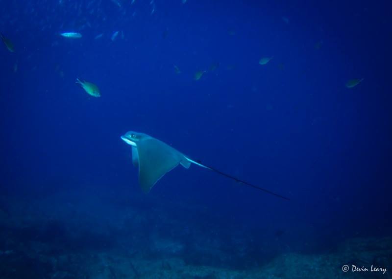 azores devil ray | RUSHKULT