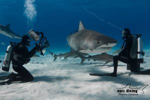 bahama tiger shark cat island