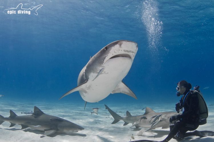 Bahamas Tiger Shark Dive Rushkult
