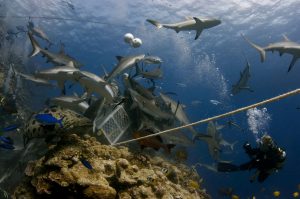 baited shark dive