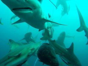 baited shark dive south africa