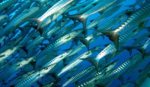 baracuda scuba dive site curacao