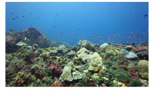 barren garden dive site barren island