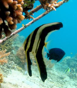 bat fish gili air indonesia