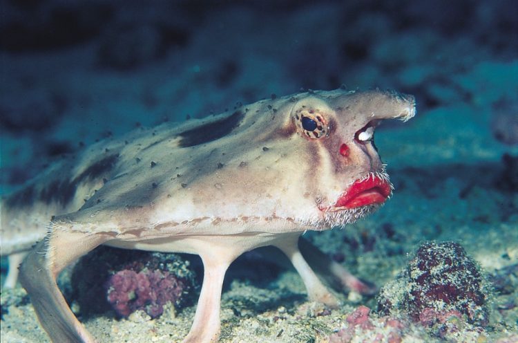 dive trip to galapagos