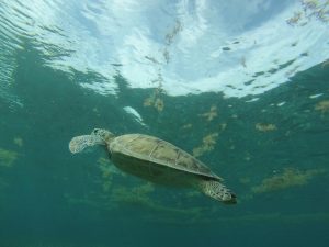 belize turtle