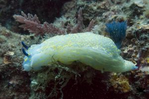 big nudibranch