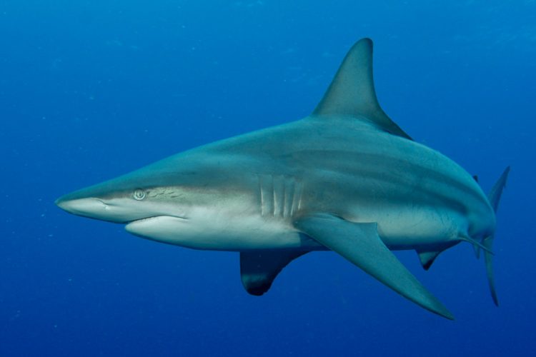 black tip reef shark south africa | RUSHKULT