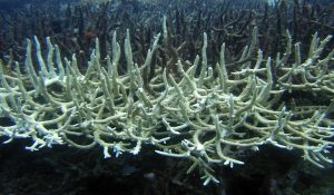 bleached coral