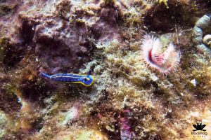 blue nudibranch