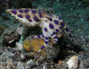 blue ring octo