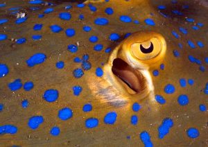 blue spotted ray