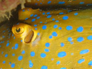 blue spotted stingray   eyes  2