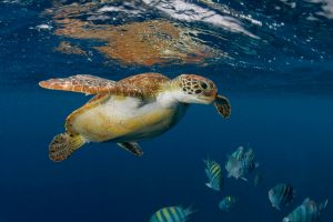 bonaire turtle