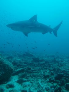 bull shark