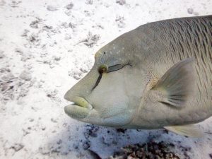 bumphead parrotfish