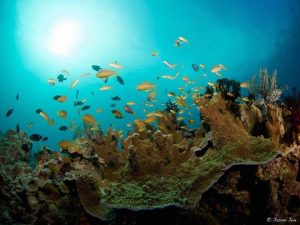 cabilao diving spots reef seekers alona beach panglao bohol philippines