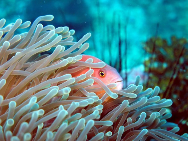 clownfish download teamspeak 3 clownfish download teamspeak 3