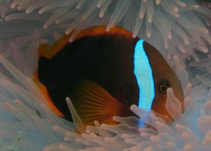 clown fish cebu