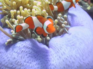 clown fish indonesia