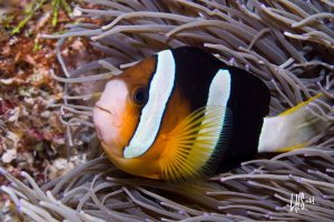 clown fish orange