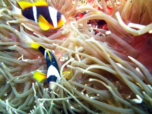 clown fish sodwana bay