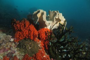 coral