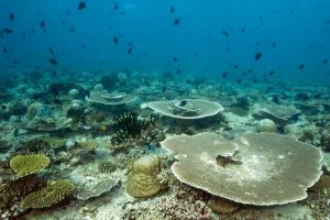 coral garden maldives