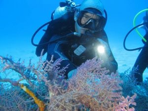coral reef 3