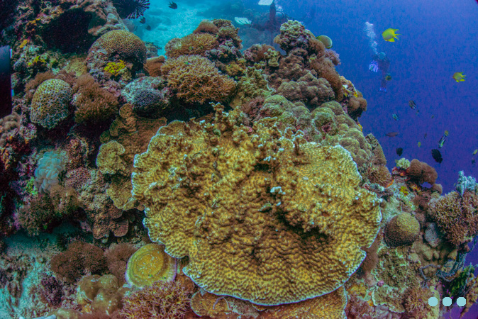 coral reef Camiguin | RUSHKULT