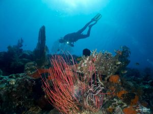 coral reef and diver bali