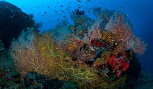 coral reef andaman island