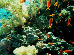 coral reef aqaba