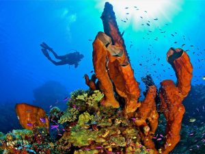 coral reef bali