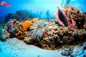 coral reef playa del carmen