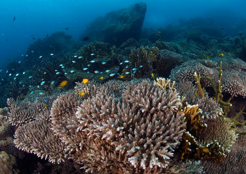 coral reef tioman | RUSHKULT