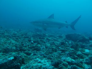 costa rica bull shark