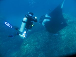 costa rica manta ray