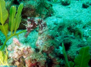 costa rica sea horse