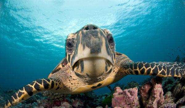 Cozumel Turtle 