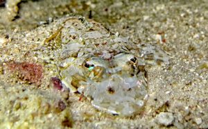 crocodile fish gili