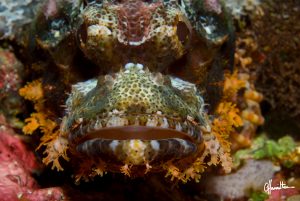 crocodile fsh wakatobi