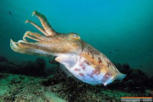 cuttle fish