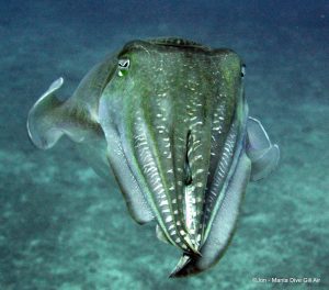 cuttlee fish